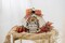 Rub on Transfers for Crafts and Furniture | 3 Design Sheets 6”x 12” | Home Decor Transfers | Furniture and Craft Decals | by Thymeless Designs (Hello Fall)